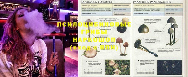 шишки Гусев
